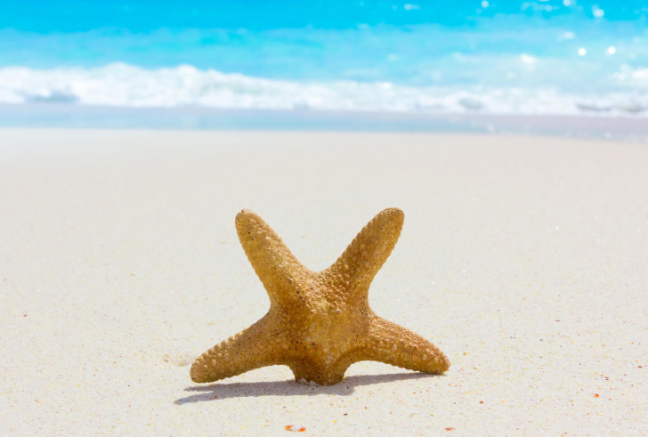 Starfish On Beach wallpaper