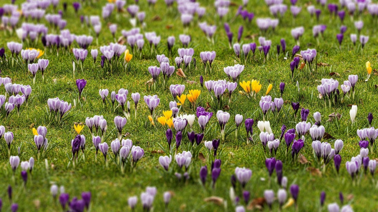 Das Crocus Meadow Wallpaper 1280x720