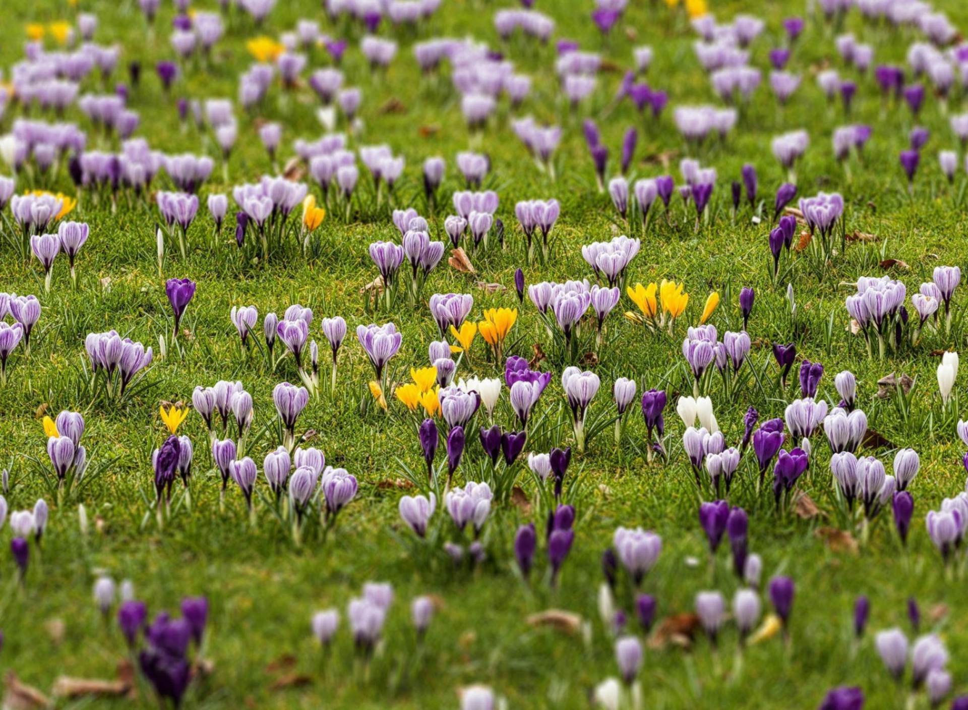 Fondo de pantalla Crocus Meadow 1920x1408