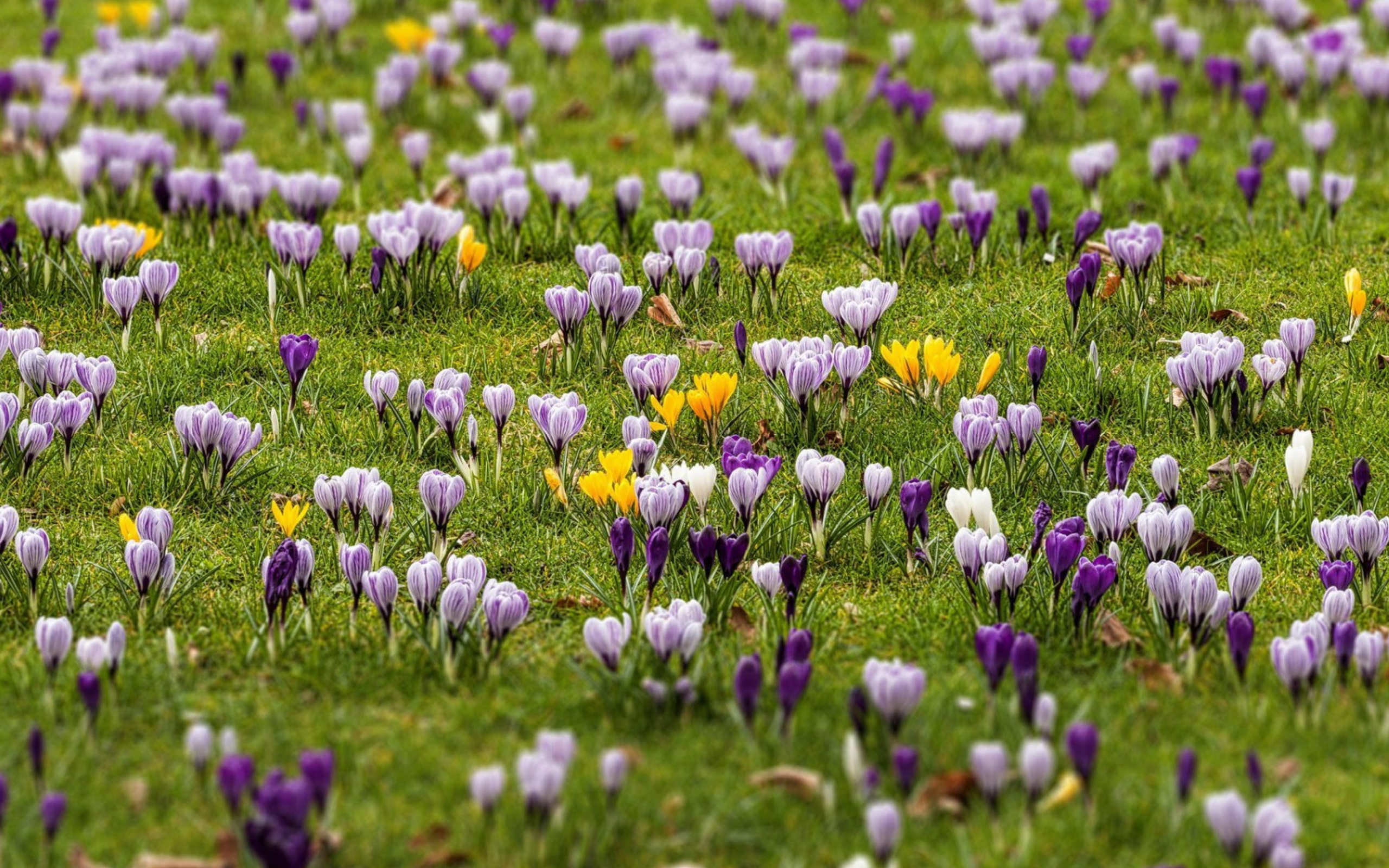 Das Crocus Meadow Wallpaper 2560x1600