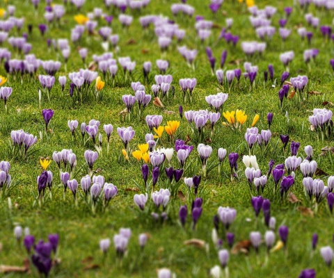 Das Crocus Meadow Wallpaper 480x400