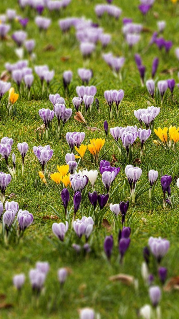 Das Crocus Meadow Wallpaper 750x1334