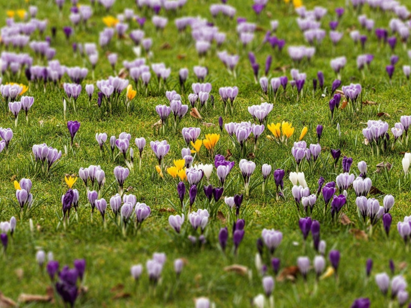 Sfondi Crocus Meadow 800x600