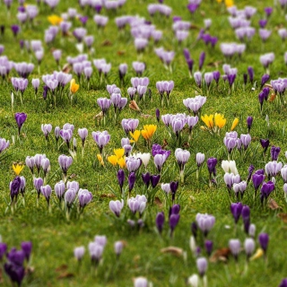 Kostenloses Crocus Meadow Wallpaper für iPad 3