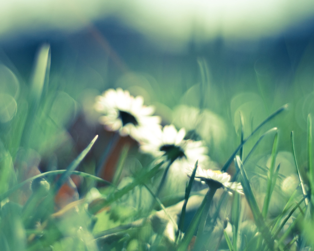 Sfondi Daisies In Grass 1280x1024