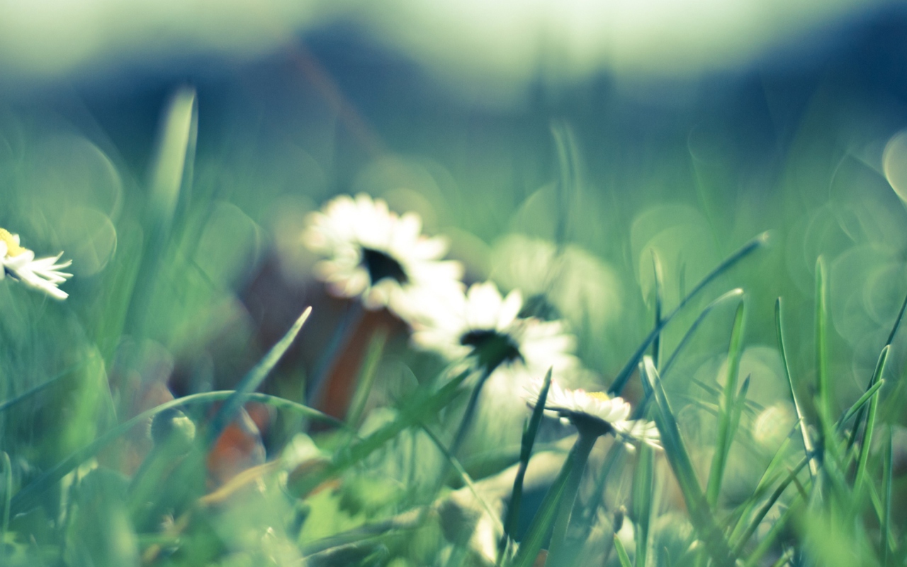 Обои Daisies In Grass 1280x800