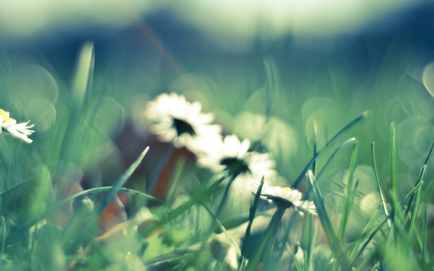 Daisies In Grass screenshot #1 1440x900