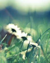 Daisies In Grass wallpaper 176x220