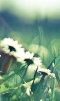 Das Daisies In Grass Wallpaper 240x400