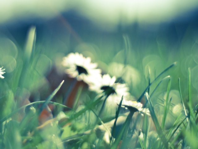 Daisies In Grass wallpaper 640x480