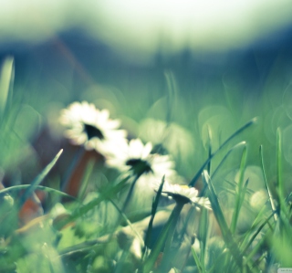 Daisies In Grass - Obrázkek zdarma pro 1024x1024