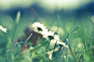 Daisies In Grass Wallpaper for Android, iPhone and iPad