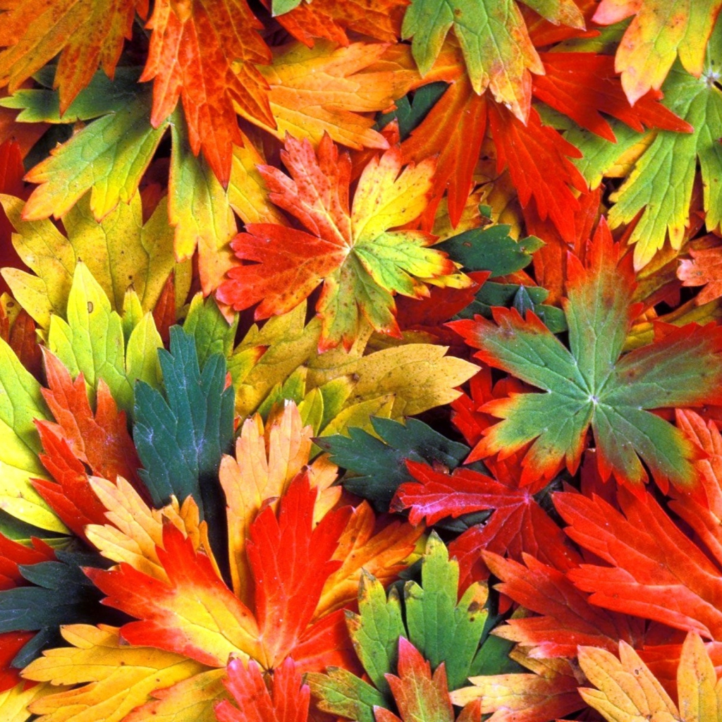 Colorful Leaves screenshot #1 1024x1024