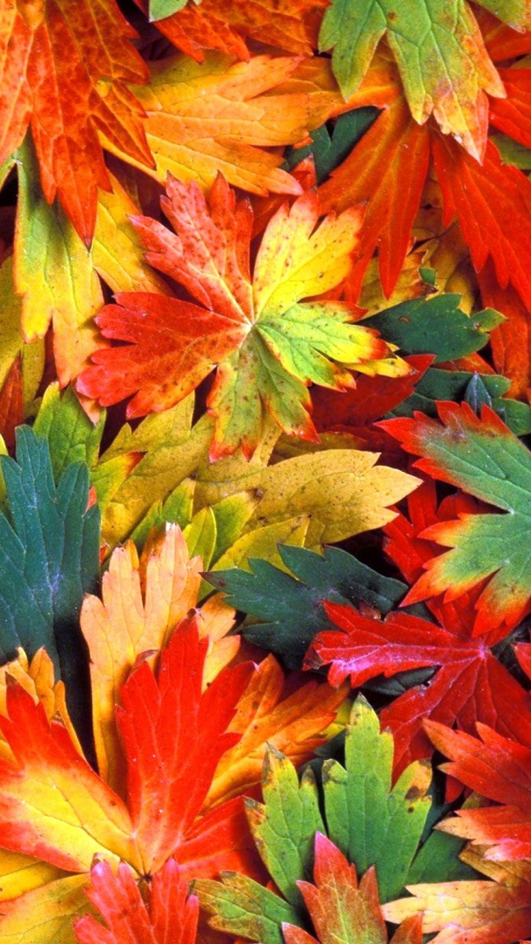 Screenshot №1 pro téma Colorful Leaves 1080x1920