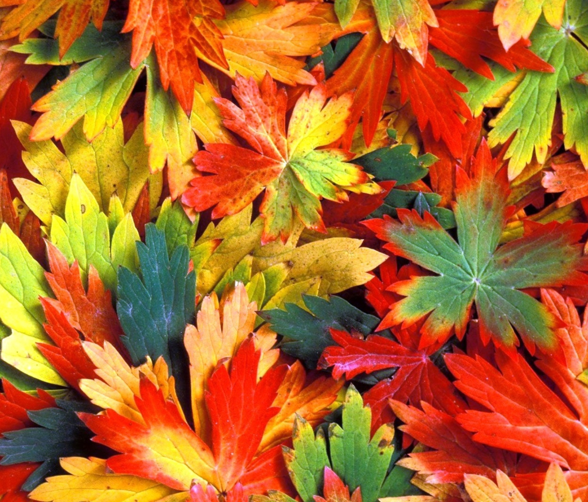 Обои Colorful Leaves 1200x1024