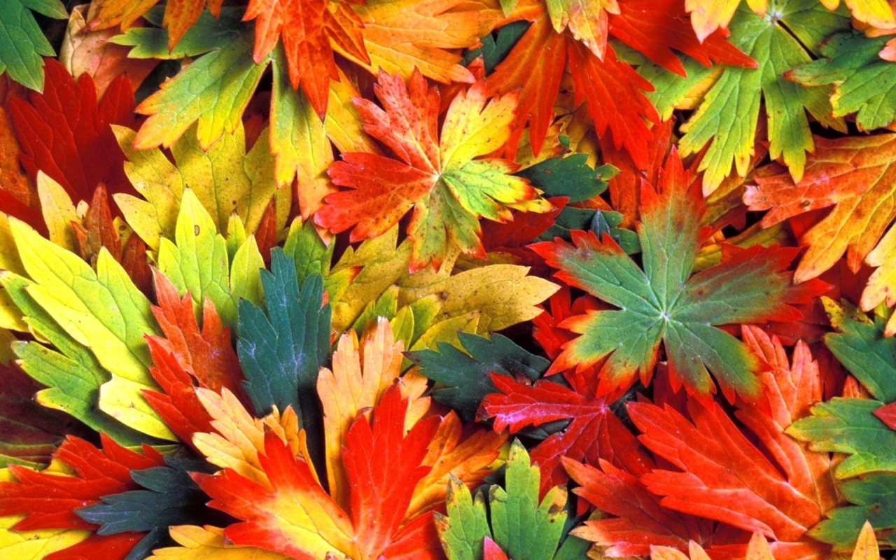 Colorful Leaves wallpaper 1280x800