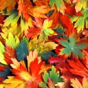 Sfondi Colorful Leaves 128x128