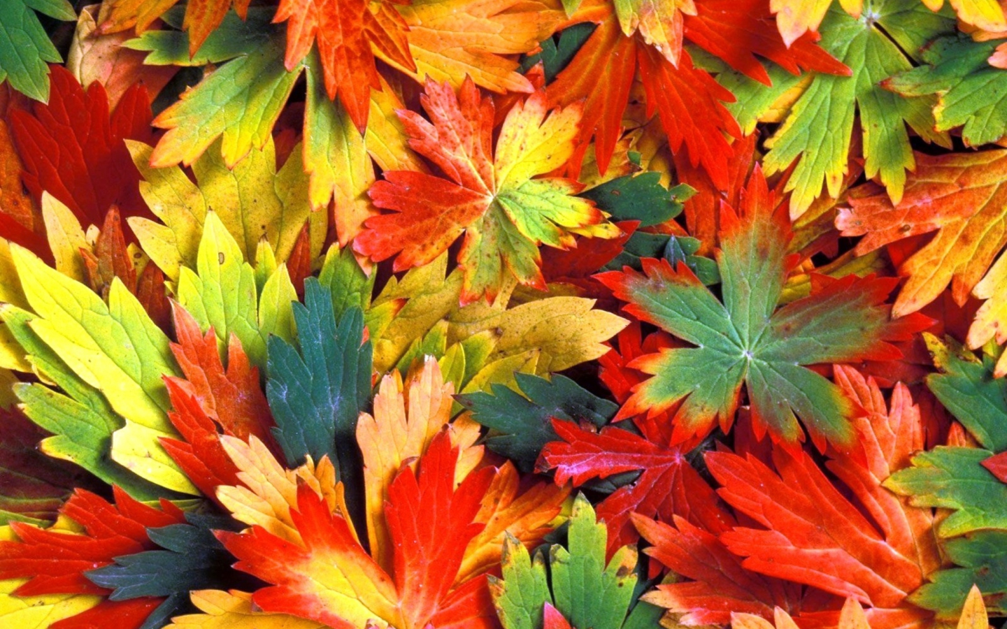 Colorful Leaves screenshot #1 1440x900