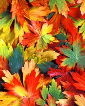 Обои Colorful Leaves 176x220