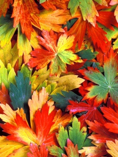 Обои Colorful Leaves 240x320