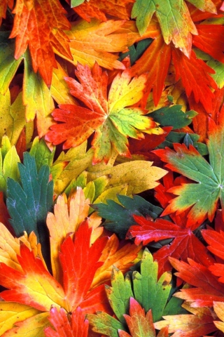 Обои Colorful Leaves 320x480