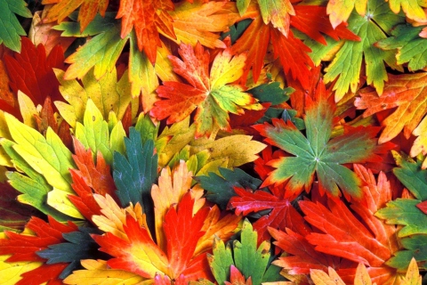 Обои Colorful Leaves 480x320