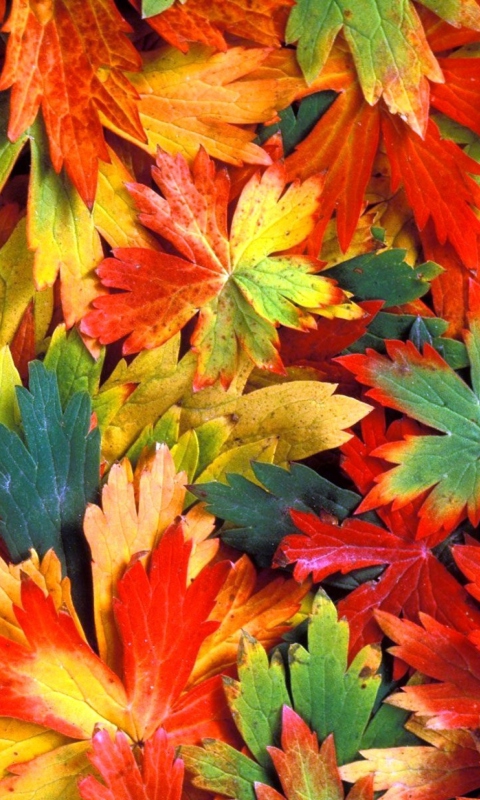 Обои Colorful Leaves 480x800