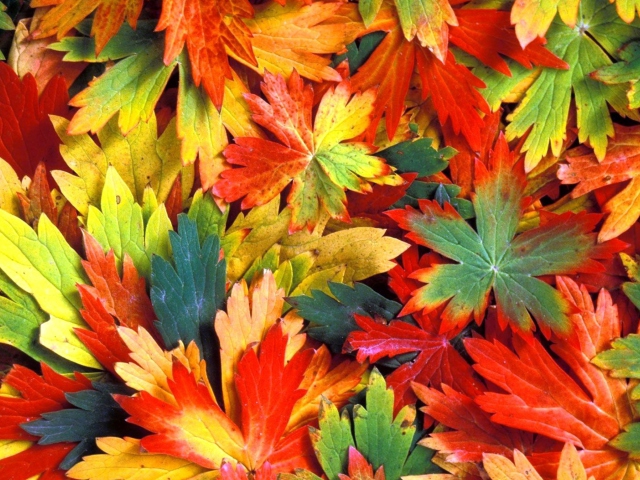 Colorful Leaves wallpaper 640x480
