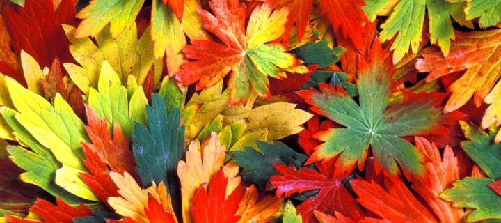 Colorful Leaves screenshot #1 720x320
