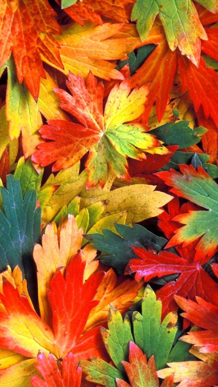 Colorful Leaves wallpaper 750x1334