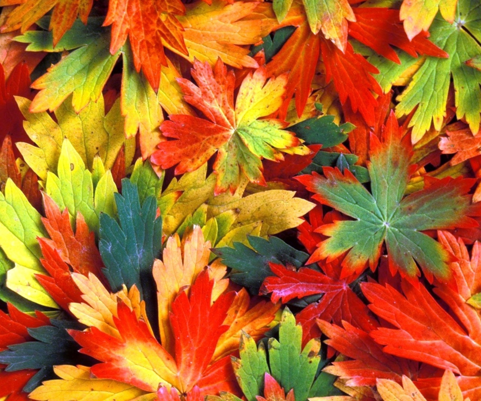 Обои Colorful Leaves 960x800