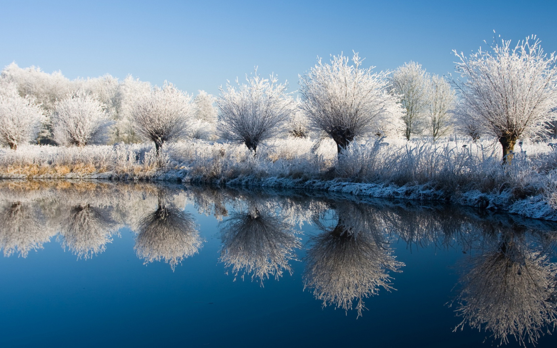 Winter Trees wallpaper 1920x1200