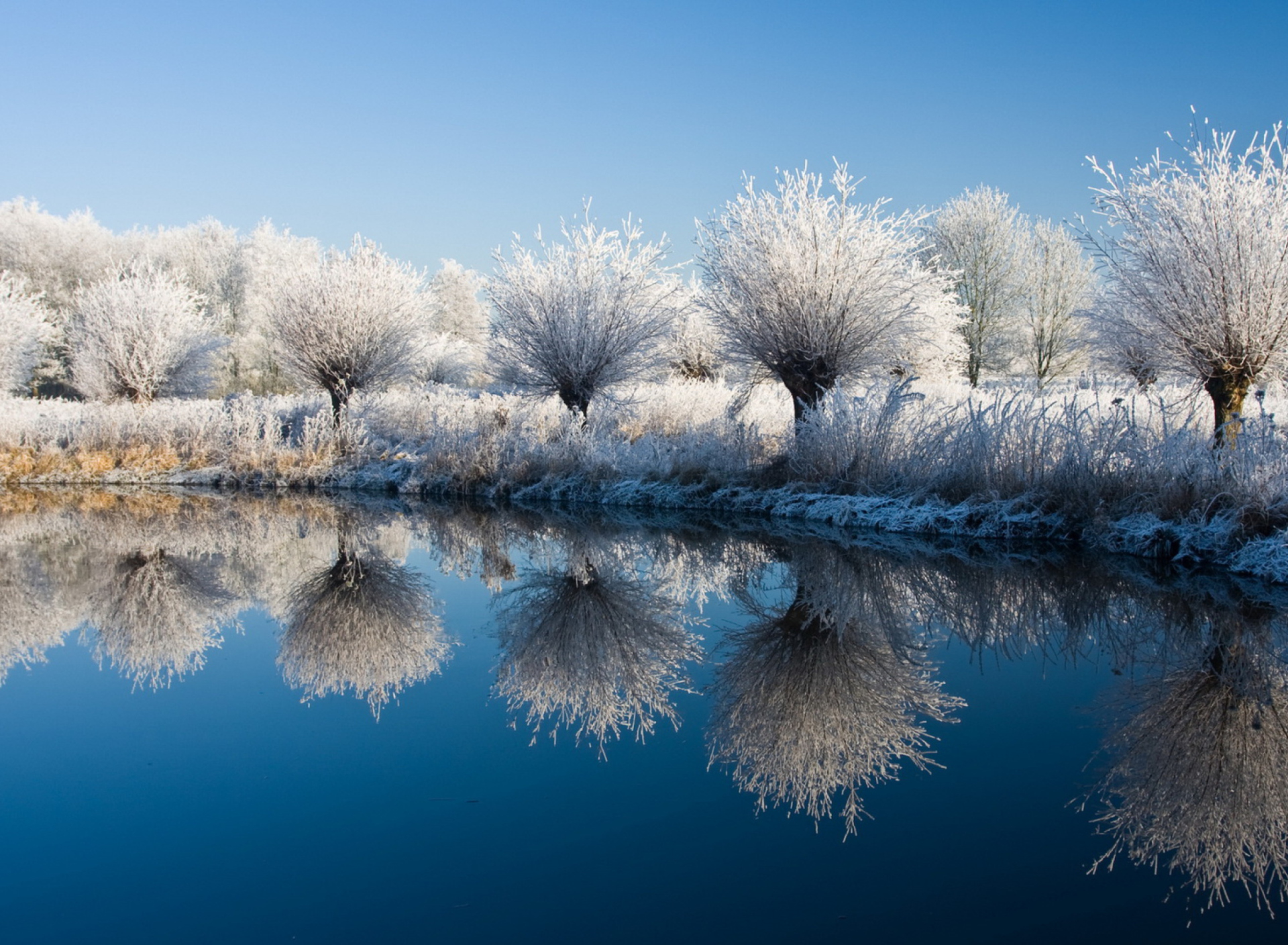 Sfondi Winter Trees 1920x1408