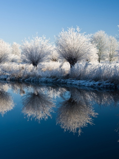 Das Winter Trees Wallpaper 240x320