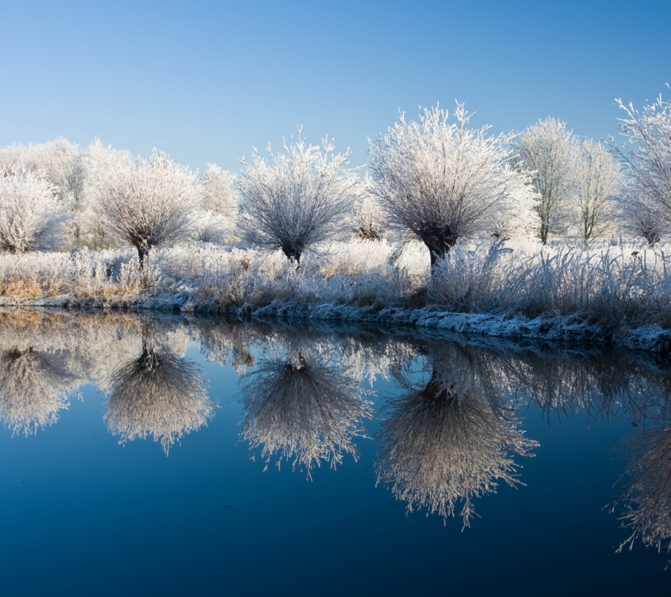 Das Winter Trees Wallpaper 960x854