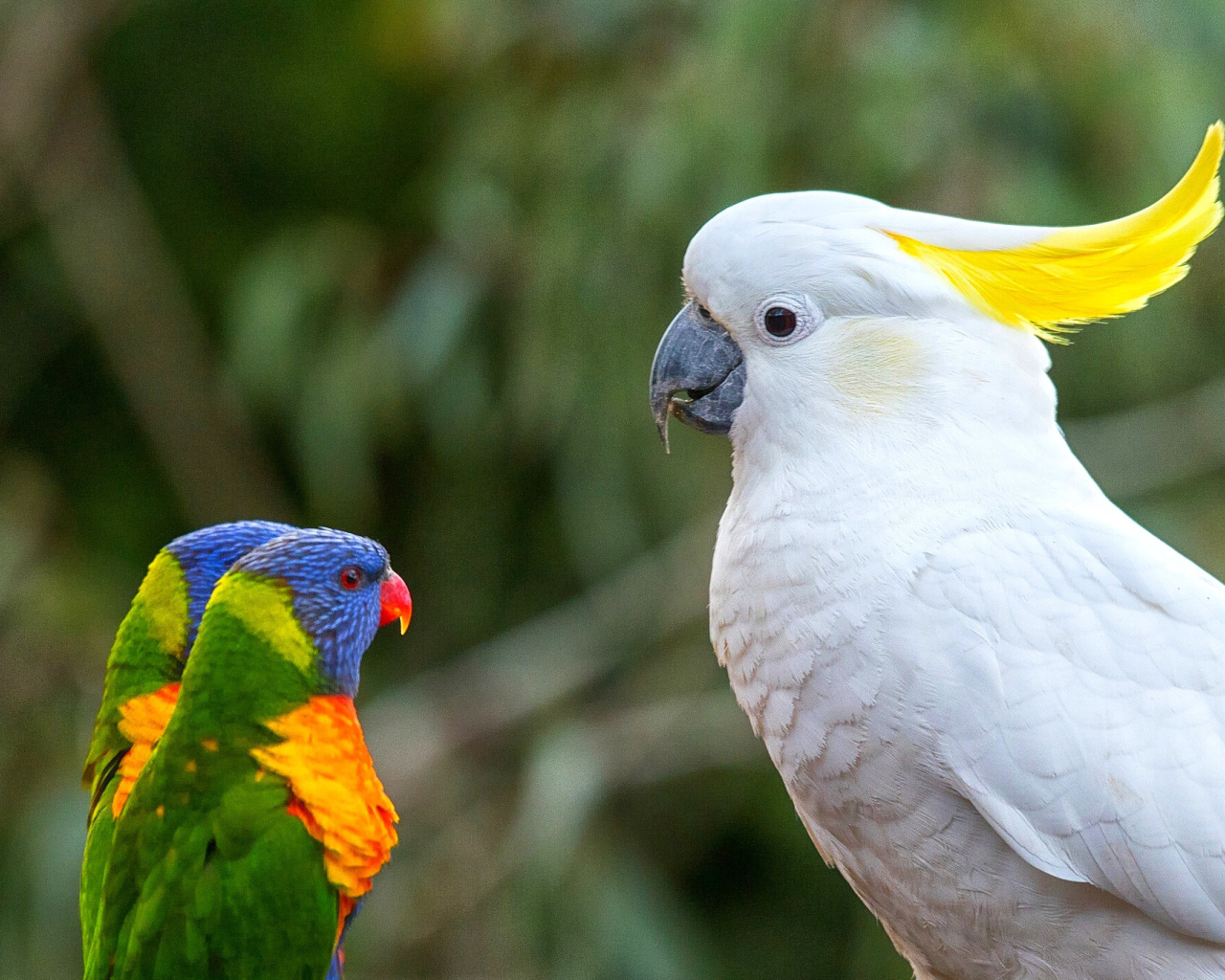 Sfondi Cockatoos 1280x1024