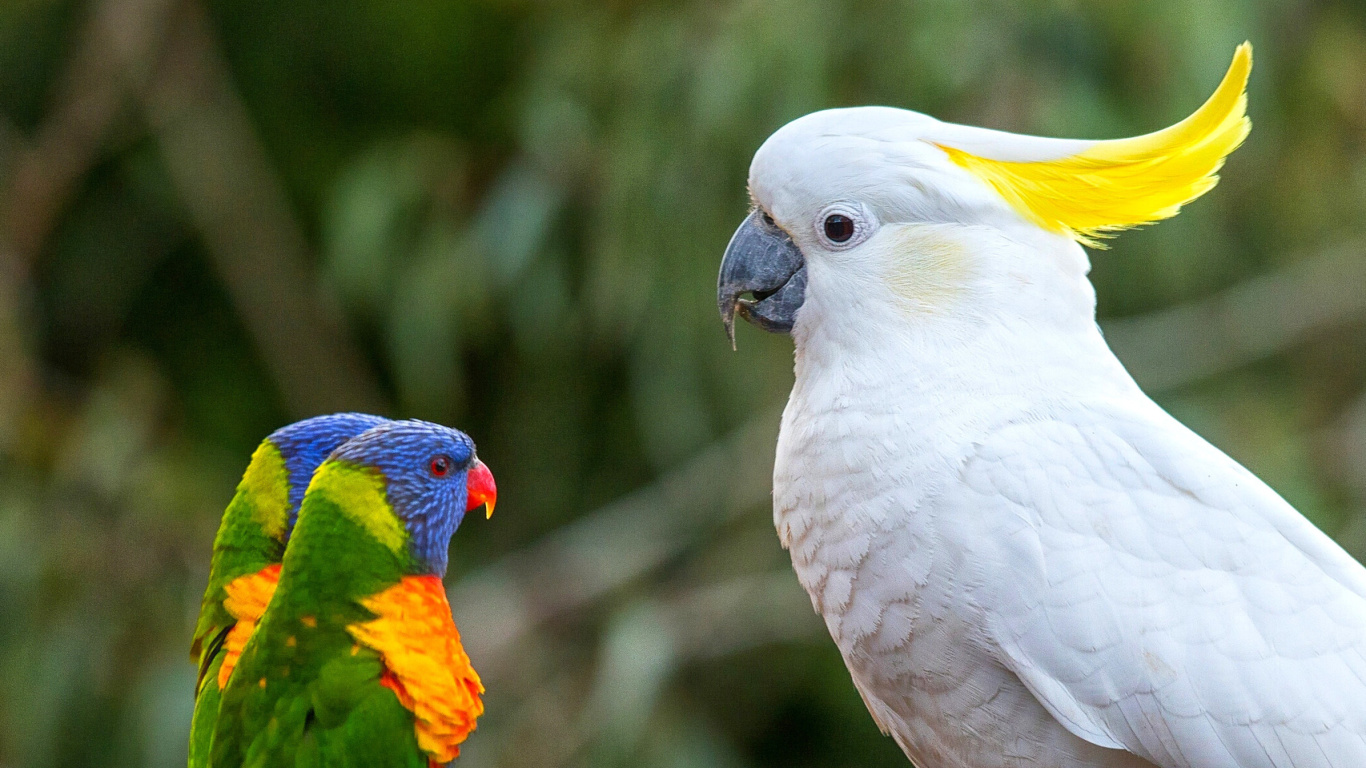 Fondo de pantalla Cockatoos 1366x768