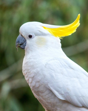 Cockatoos wallpaper 176x220