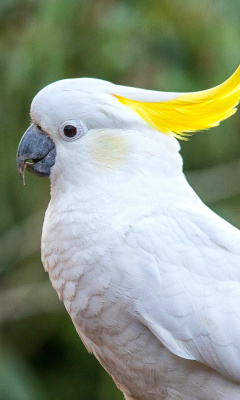 Cockatoos wallpaper 240x400