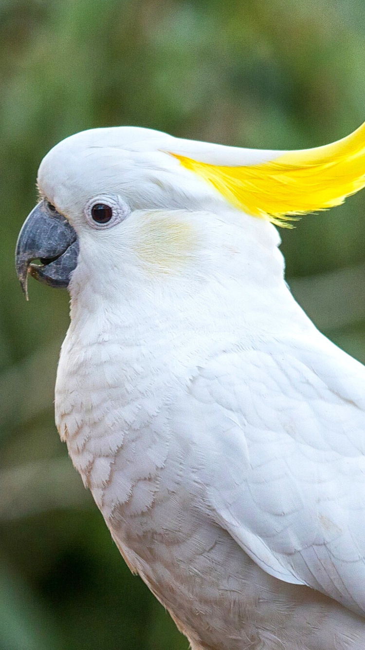 Cockatoos screenshot #1 750x1334