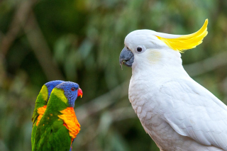 Cockatoos Background for Android, iPhone and iPad