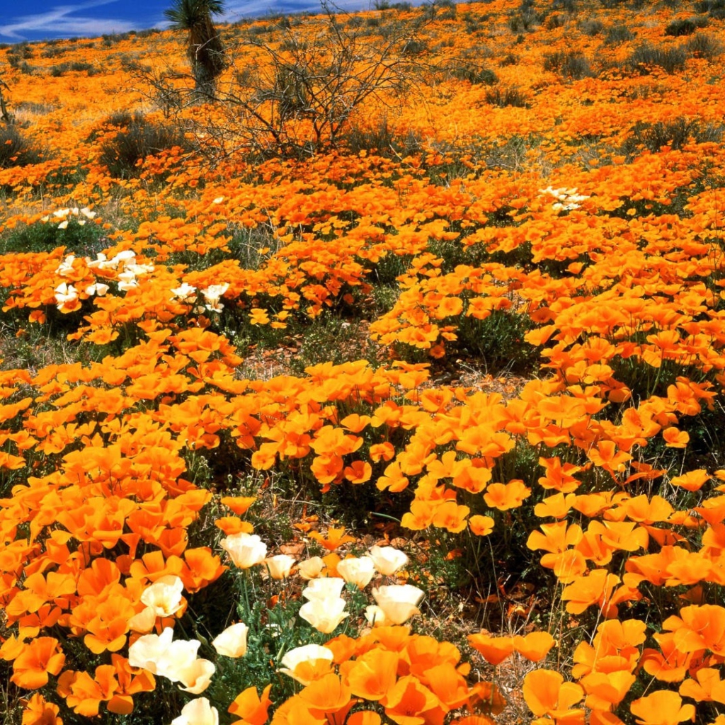 Das Field Of Orange Flowers Wallpaper 1024x1024