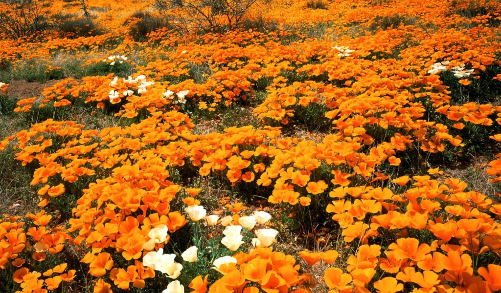 Das Field Of Orange Flowers Wallpaper 1024x600