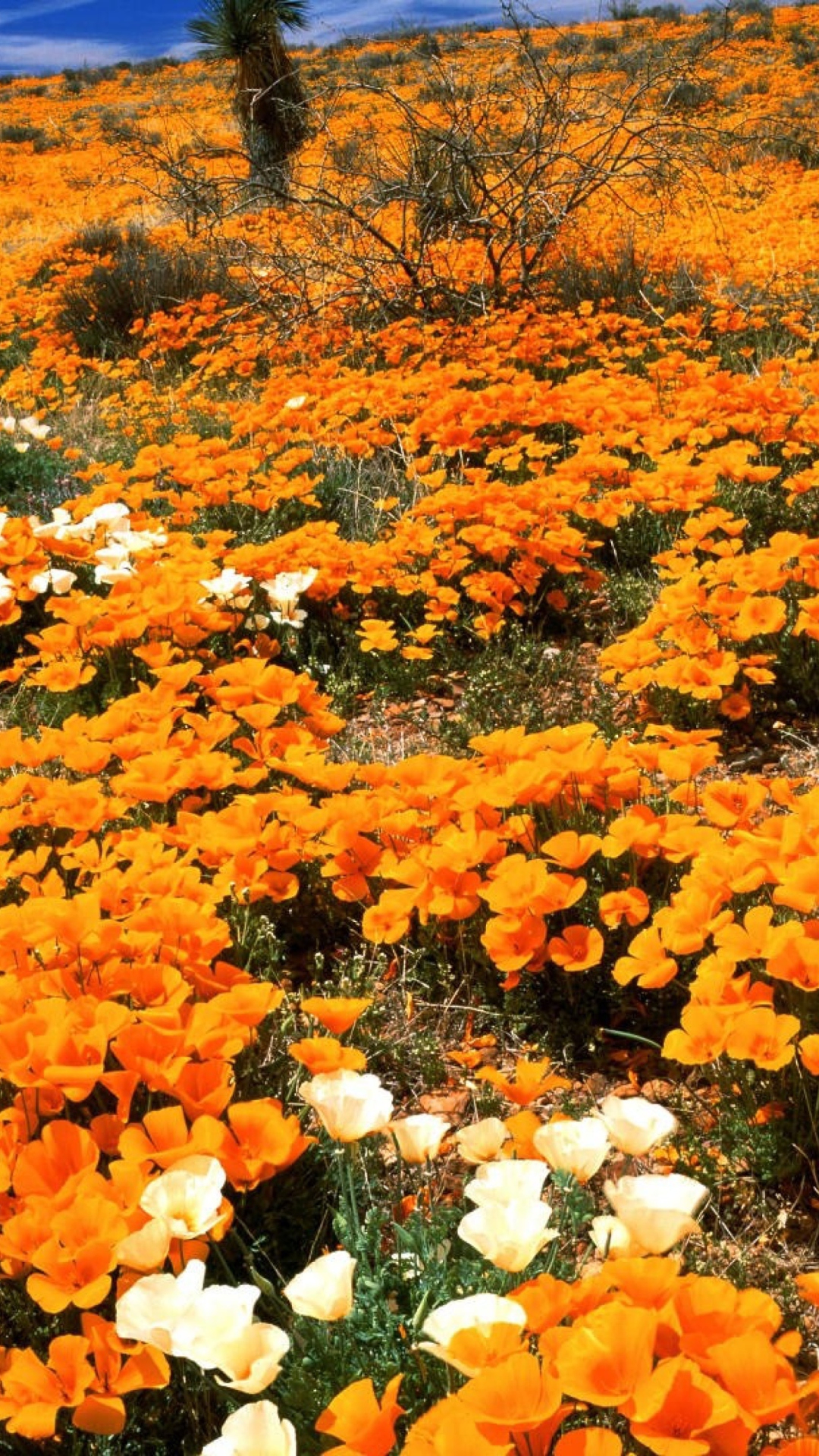 Sfondi Field Of Orange Flowers 1080x1920