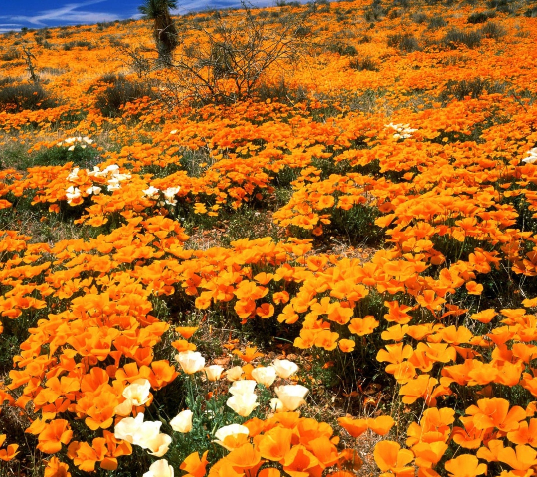 Das Field Of Orange Flowers Wallpaper 1080x960