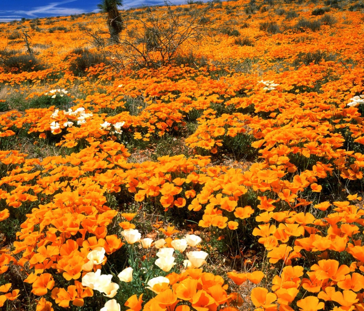 Das Field Of Orange Flowers Wallpaper 1200x1024