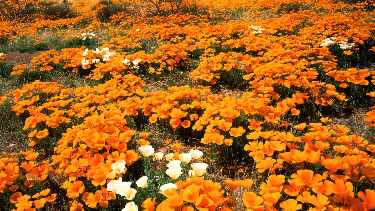 Обои Field Of Orange Flowers 1280x720