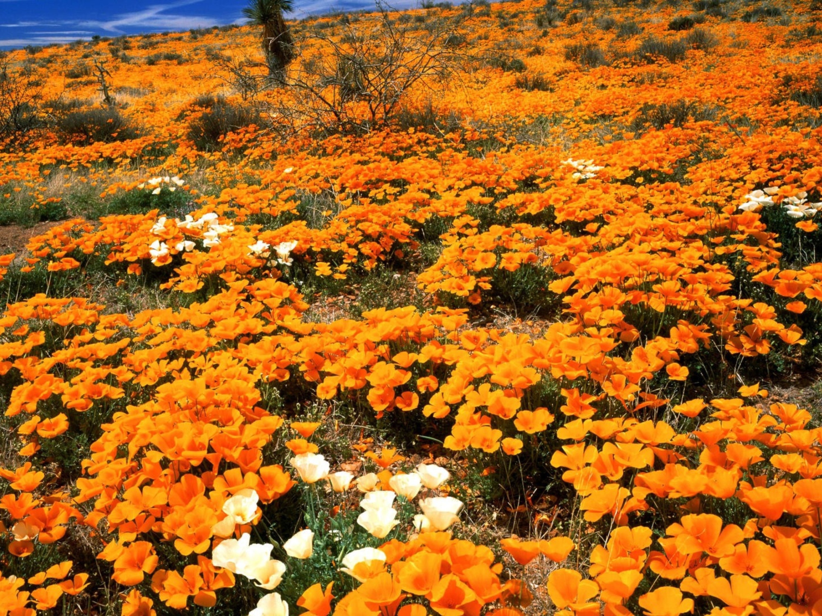 Das Field Of Orange Flowers Wallpaper 1600x1200