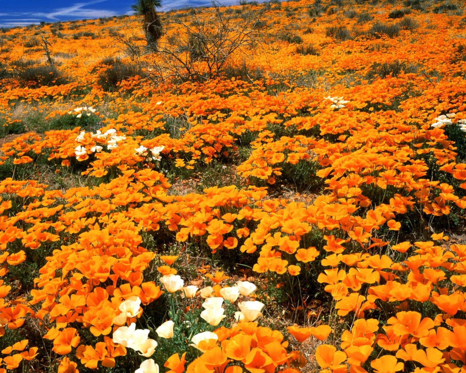 Sfondi Field Of Orange Flowers 1600x1280