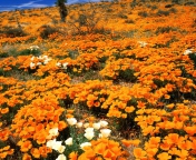 Field Of Orange Flowers screenshot #1 176x144